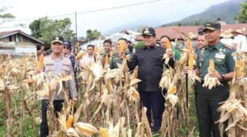 Kapolres Gayo Lues AKBP Hyrowo Hadiri Panen Raya Jagung Serentak di Desa Cinta Maju