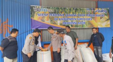 Di Hadapan Kapolres Gayo Lues, BULOG Mulai Serap Jagung, Petani: Kami Tidak Lagi Cemas