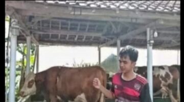 Kabupaten Bandung Barat Genjot Pengembangan Peternakan Sapi Perah di Wilayah Selatan untuk Pemerataan Ekonomi