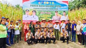 Panen Raya Jagung Pipil di Ponpes Nurul Huda LBJ, Dukung Ketahanan Pangan 2025