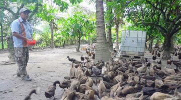Dukung Ketahanan Pangan BUMDES Silegin Ukur Desa Martelu Ternak Bebek Petelur