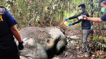 Adanya Penemuan Gajah Mati di Areal hutan dikecamatan Ukui