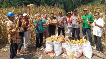 Asta Cita Presiden Prabowo Jadi Nyata: 50 Kg Jagung Dipanen Petani Kampar Kiri Hilir