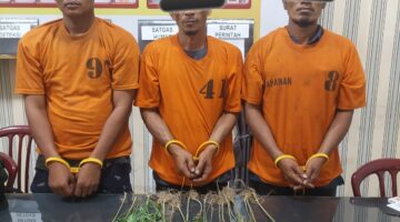 Tanaman Ganja Ditemukan di Perladangan Juhar, Tiga Warga Diamankan Satres Narkoba dan Polsek Juhar