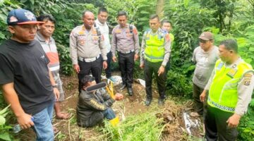 Kecelakaan di Desa Mulawari Buka Tabir Ladang Ganja 4,5 Kg di Tanah Karo